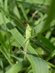 Conocephalus conocephalus