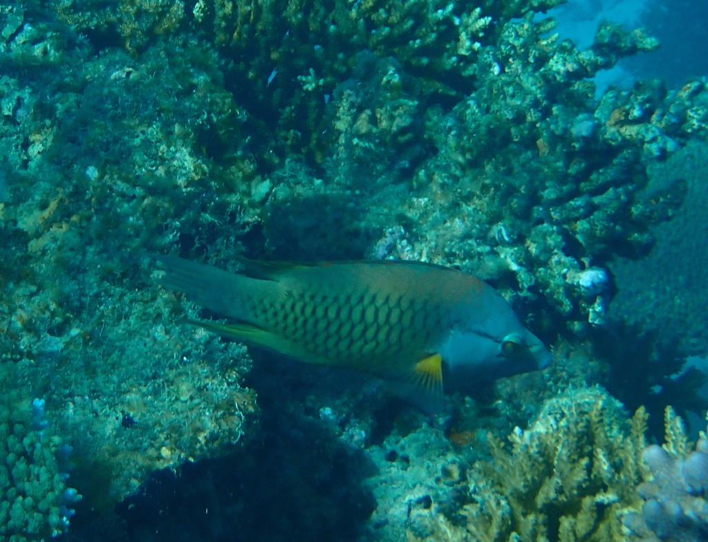 Sling-jaw wrasse