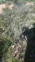 Aspalathus acanthophylla