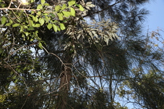 Casuarina cristata