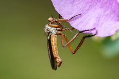 Empididae