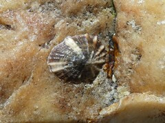 Siphonaria denticulata