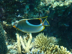 Chaetodon ephippium