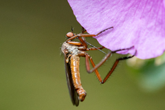Empididae