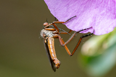 Empididae