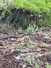 Notamacropus eugenii decres