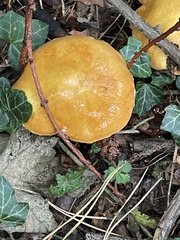 Russula ochroleuca
