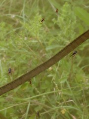 Trigonidium cicindeloides