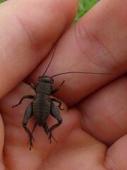 Melanogryllus desertus