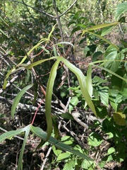 Brachychiton populneus
