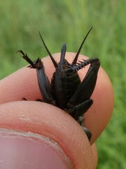 Melanogryllus desertus