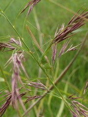 Conocephalus conocephalus