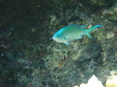 Chromis atripectoralis
