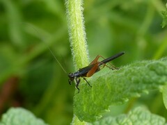 Trigonidium cicindeloides