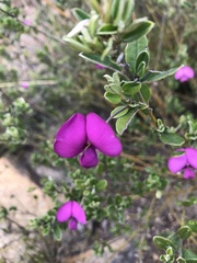 Podalyria buxifolia