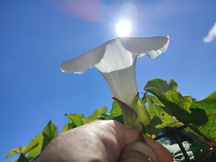Calystegia sepium