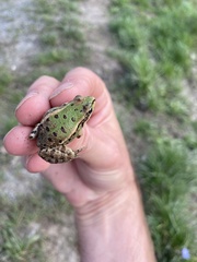 Pelophylax ridibundus