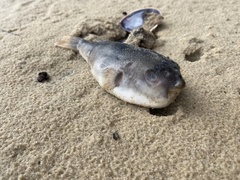 Marilyna pleurosticta