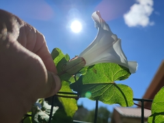 Calystegia sepium