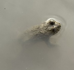 Bombina variegata