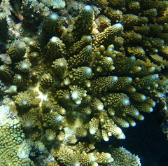 Acropora gemmifera