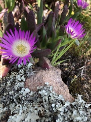 Carpobrotus modestus
