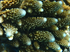 Acropora gemmifera