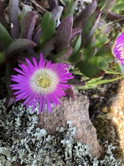 Carpobrotus modestus