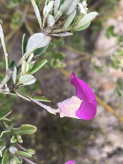 Podalyria buxifolia