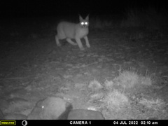 Caracal caracal caracal