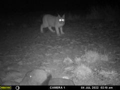 Caracal caracal caracal