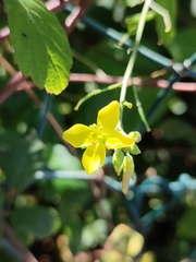 Diplotaxis catholica