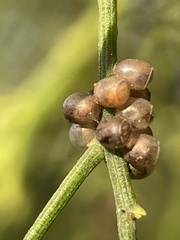 Commius elegans