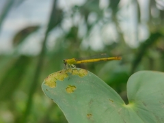 Agriocnemis kalinga