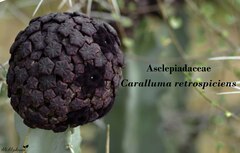 Desmidorchis retrospiciens