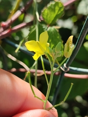 Diplotaxis catholica