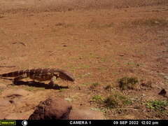 Varanus albigularis albigularis