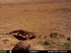 Varanus albigularis albigularis