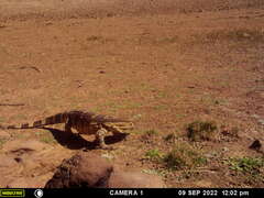 Varanus albigularis albigularis