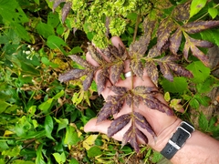 Angelica triquinata