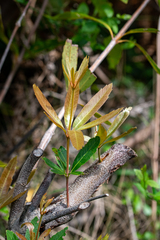 Brabejum stellatifolium