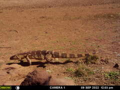 Varanus albigularis albigularis