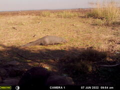 Herpestes pulverulentus