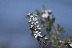 Leptospermum laevigatum