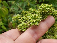 Angelica triquinata
