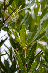 Brabejum stellatifolium