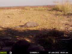 Herpestes pulverulentus