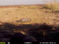 Herpestes pulverulentus