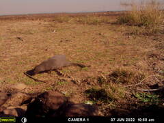 Herpestes pulverulentus