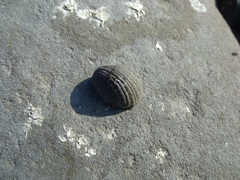 Nerita albicilla